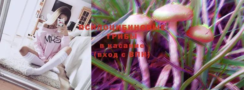 блэк спрут ссылка  Бахчисарай  Галлюциногенные грибы Psilocybe 